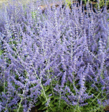 Perovskia atriplicifolia 'Blue Spire' / Sauge d'Afghanistan 'Blue Spire