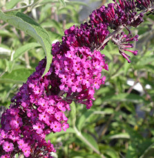 BUDDLEJA  davidii ‘Royal Red’ / Arbre aux papillons 'rouge'