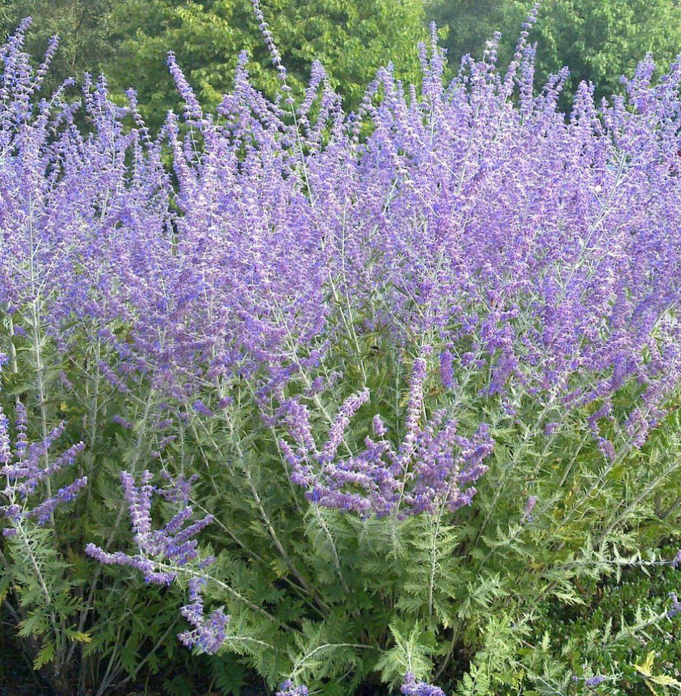 Perovskia atriplicifolia 'Blue Spire' / Sauge d'Afghanistan 'Blue Spire