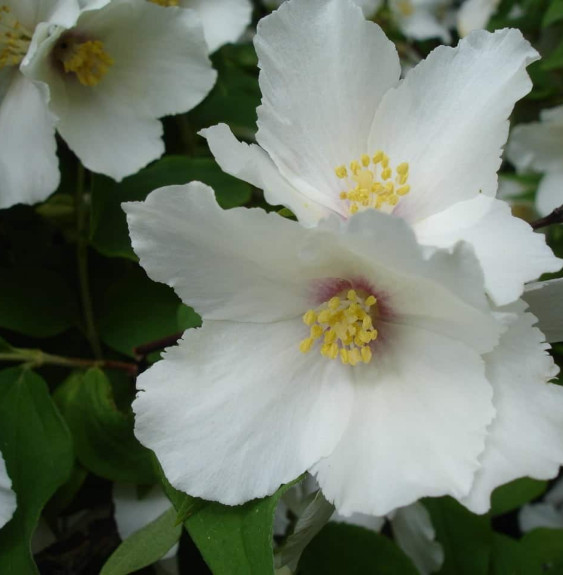 Pépinières Français PF_PHILADELPH PHILADELPHUS ‘Belle Etoile’ / Seringat 'Belle Etoile'