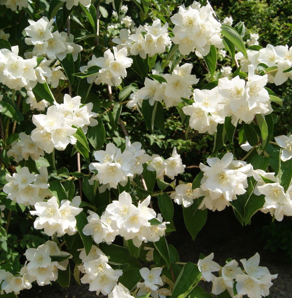 Pépinières Français PF_PHILADELPH PHILADELPHUS ‘Belle Etoile’ / Seringat 'Belle Etoile'