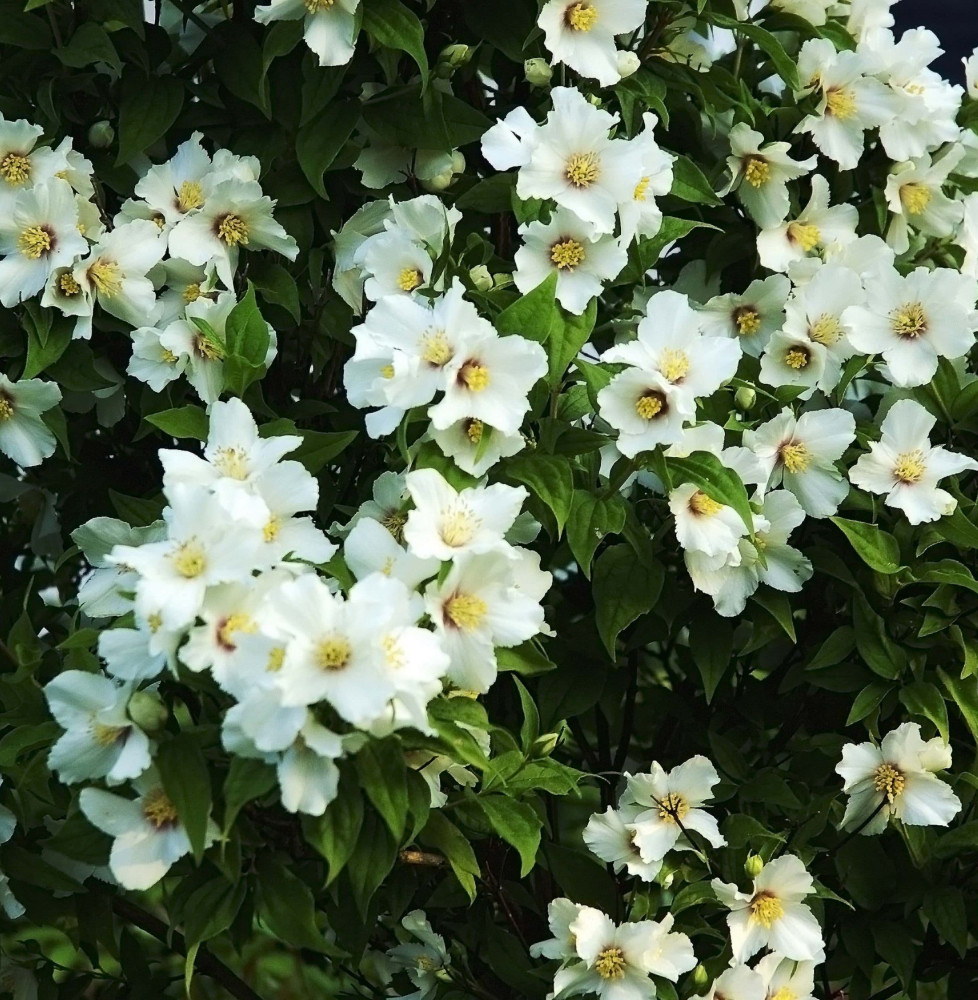 Pépinières Français PF_PHILADELPH PHILADELPHUS ‘Belle Etoile’ / Seringat 'Belle Etoile'