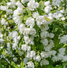 Pépinières Français PF_PHILADELPH1 PHILADELPHUS ‘Manteau d’Hermine’ / Seringat 'Manteau d'Hermine'