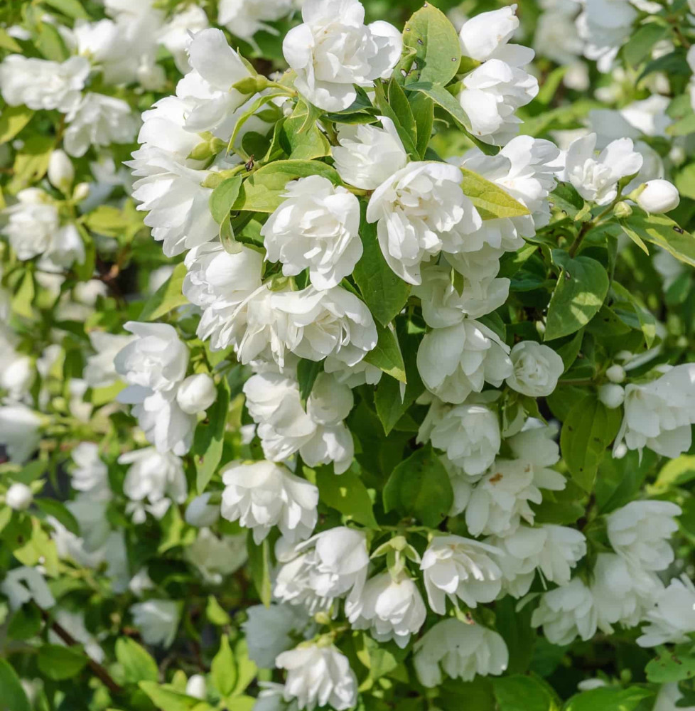 Pépinières Français PF_PHILADELPH1 PHILADELPHUS ‘Manteau d’Hermine’ / Seringat 'Manteau d'Hermine'