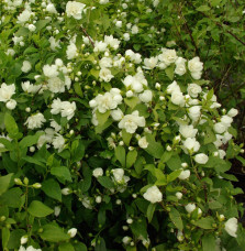 Pépinières Français PF_PHILADELPH1 PHILADELPHUS ‘Manteau d’Hermine’ / Seringat 'Manteau d'Hermine'