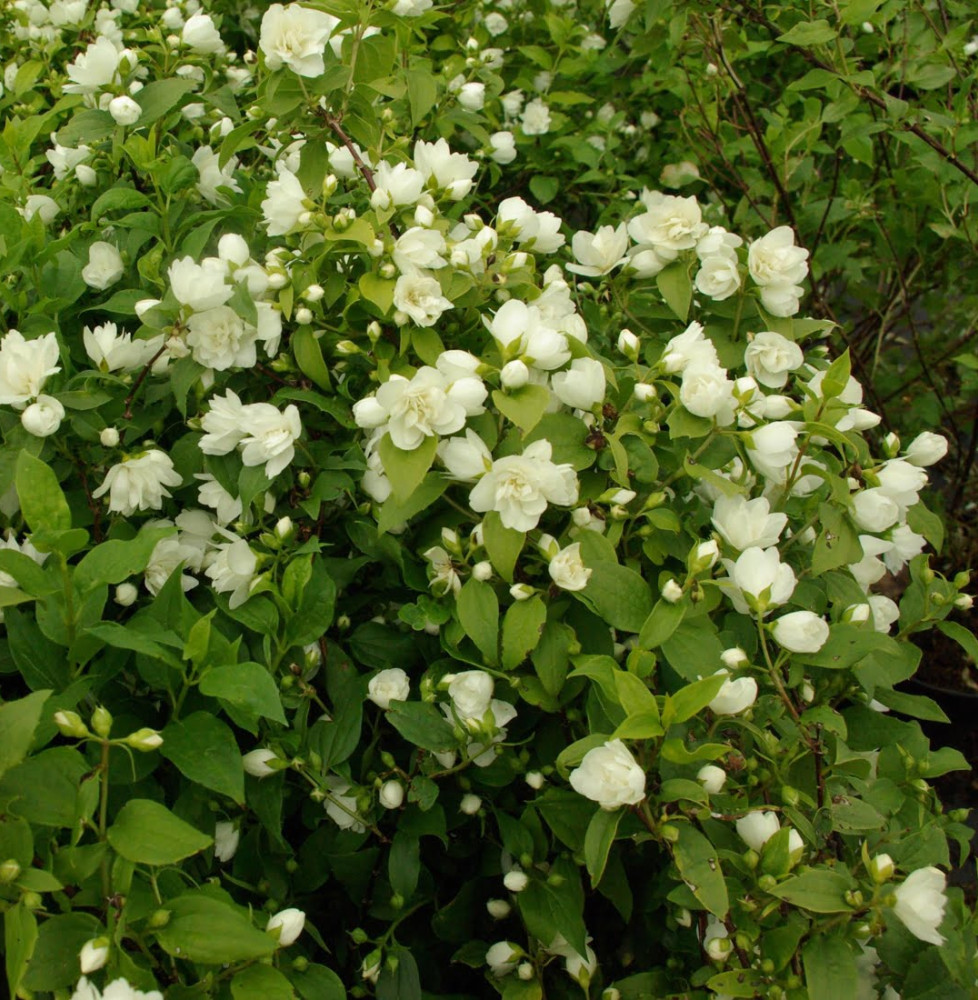 Pépinières Français PF_PHILADELPH1 PHILADELPHUS ‘Manteau d’Hermine’ / Seringat 'Manteau d'Hermine'