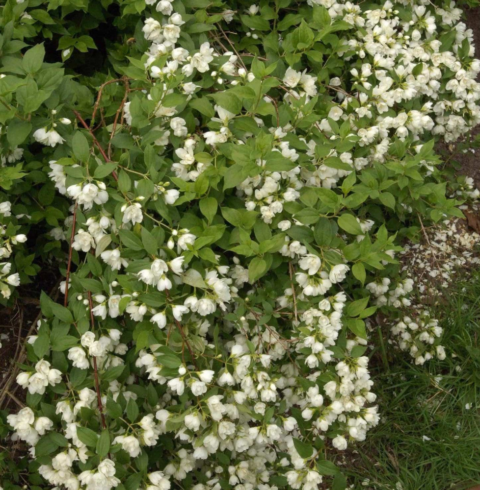 Pépinières Français PF_PHILADELPH1 PHILADELPHUS ‘Manteau d’Hermine’ / Seringat 'Manteau d'Hermine'