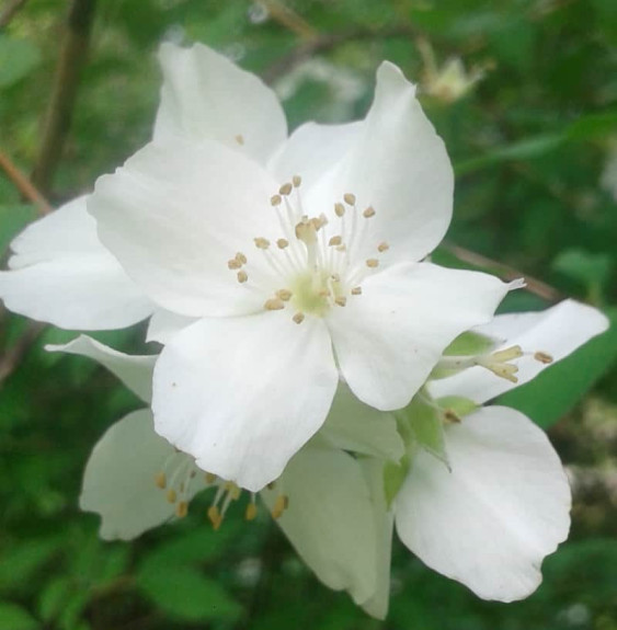 Pépinières Français PF_PHILADELPH3 PHILADELPHUS ‘Virginal’ / Seringat 'Virginal'