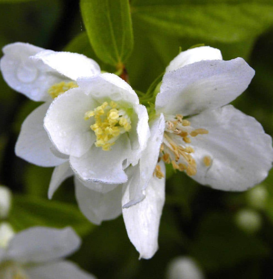 Pépinières Français PF_PHILADELPH5 PHILADELPHUS ‘Bouquet Blanc’ / Seringat de Perse 'Bouquet Blanc'