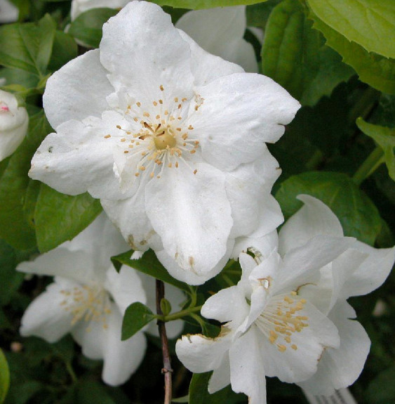 Pépinières Français PF_PHILADELPH5 PHILADELPHUS ‘Bouquet Blanc’ / Seringat de Perse 'Bouquet Blanc'