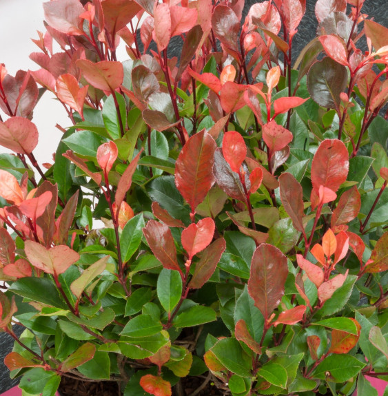 Pépinières Français PF_PHOTINIA-x PHOTINIA x fraseri ‘Little Red Robin’ / Photinia nain