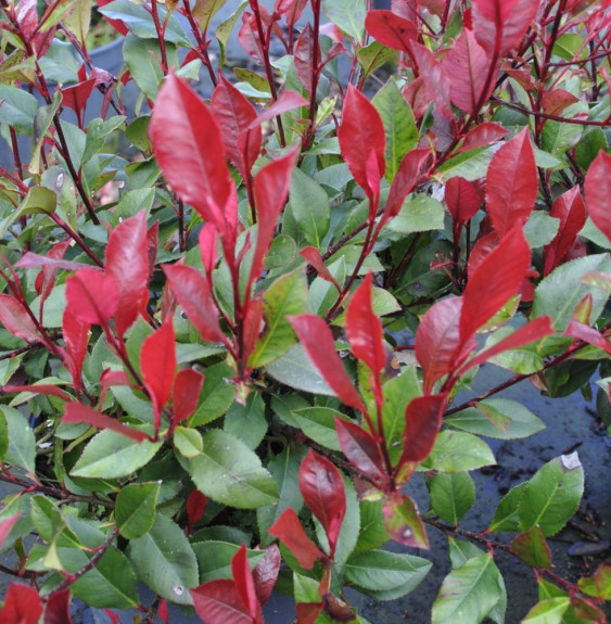 PHOTINIA x fraseri ‘Little Red Robin’ / Photinia nain