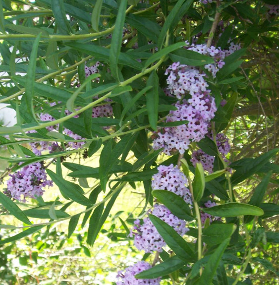 BUDDLEJA alternifolia / Arbre aux papillons à feuilles alternes