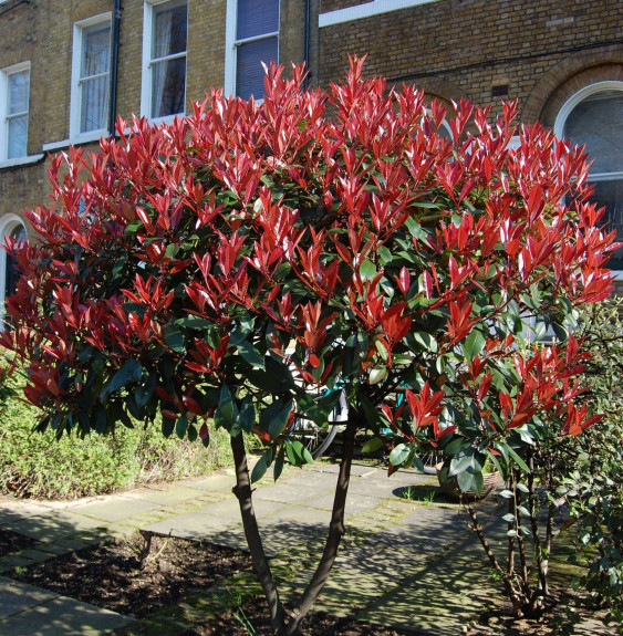 Pépinières Français PF_PHOTINIA-x0 PHOTINIA x fraseri ‘Red Robin’ / Photinia