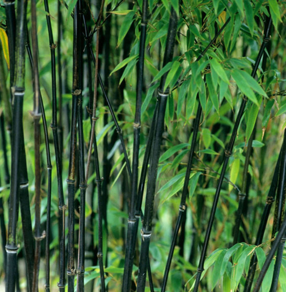 Pépinières Français PF_Phyllostac2 Phyllostachys nigra / Bambou noir