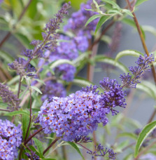 BUDDLEJA davidii ‘Nanho Blue’ / Arbre aux papillons nain 'bleu'