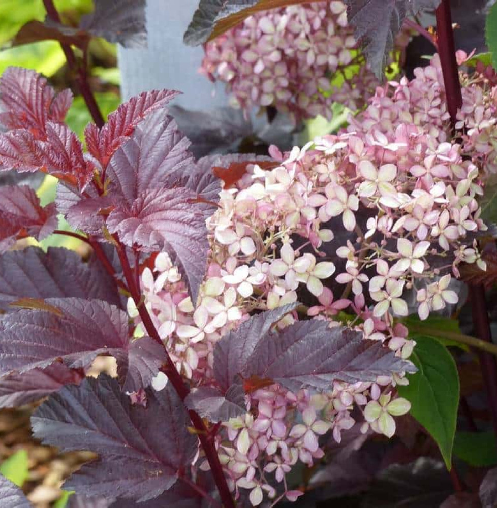 PHYSOCARPUS opulifolia  ‘Diabolo’ / Physocarpe à feuilles pourpre