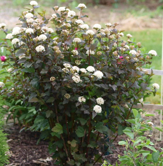 PHYSOCARPUS opulifolia  ‘Diabolo’ / Physocarpe à feuilles pourpre