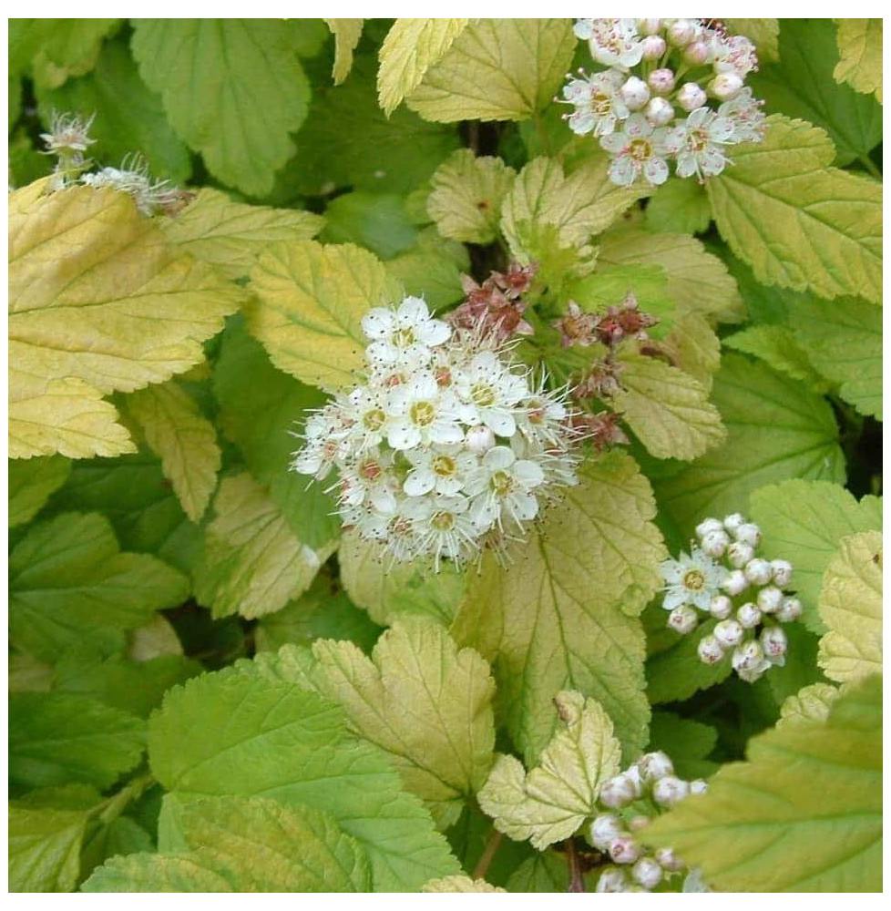 PHYSOCARPUS opulifolia ‘Dart’s Gold’ / Physocarpe à feuilles dorée