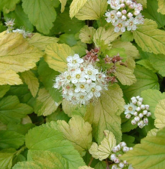 Pépinières Français PF_PHYSOCARPU8 PHYSOCARPUS opulifolia ‘Dart’s Gold’ / Physocarpe à feuilles dorée