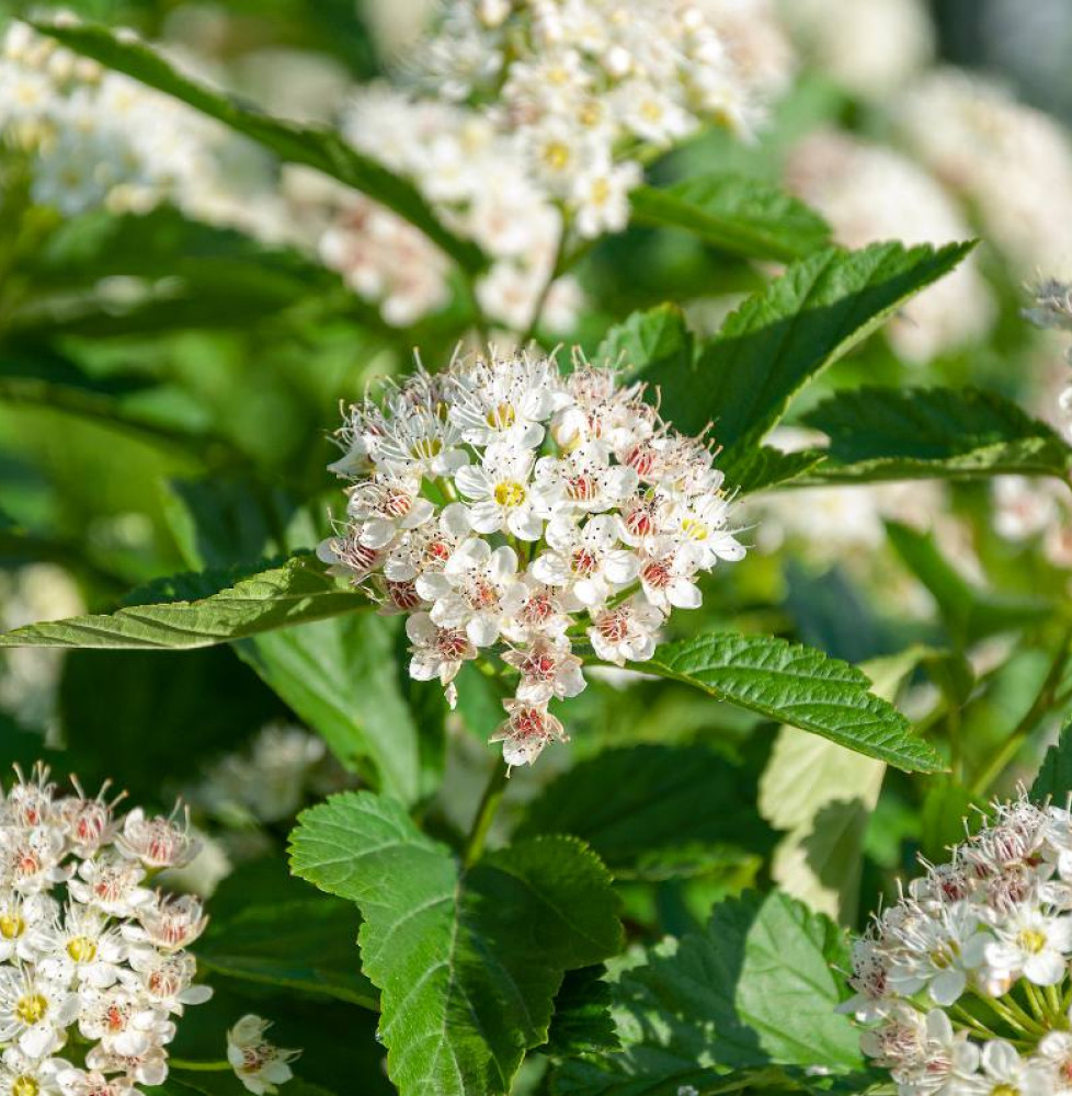 PHYSOCARPUS opulifolia ‘Dart’s Gold’ / Physocarpe à feuilles dorée