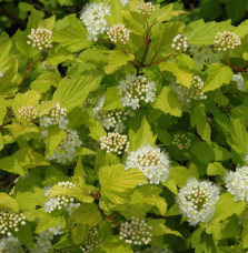 PHYSOCARPUS opulifolia ‘Dart’s Gold’ / Physocarpe à feuilles dorée