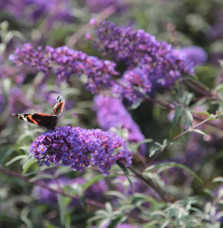 BUDDLEJA davidii ‘Nanho Blue’ / Arbre aux papillons nain 'bleu'