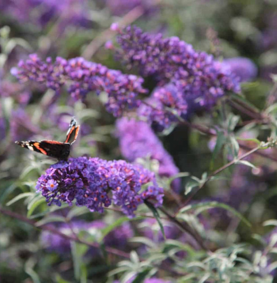 BUDDLEJA davidii ‘Nanho Blue’ / Arbre aux papillons nain 'bleu'