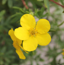 Potentilla fruticosa ‘Goldfinger’ / Potentille jaune