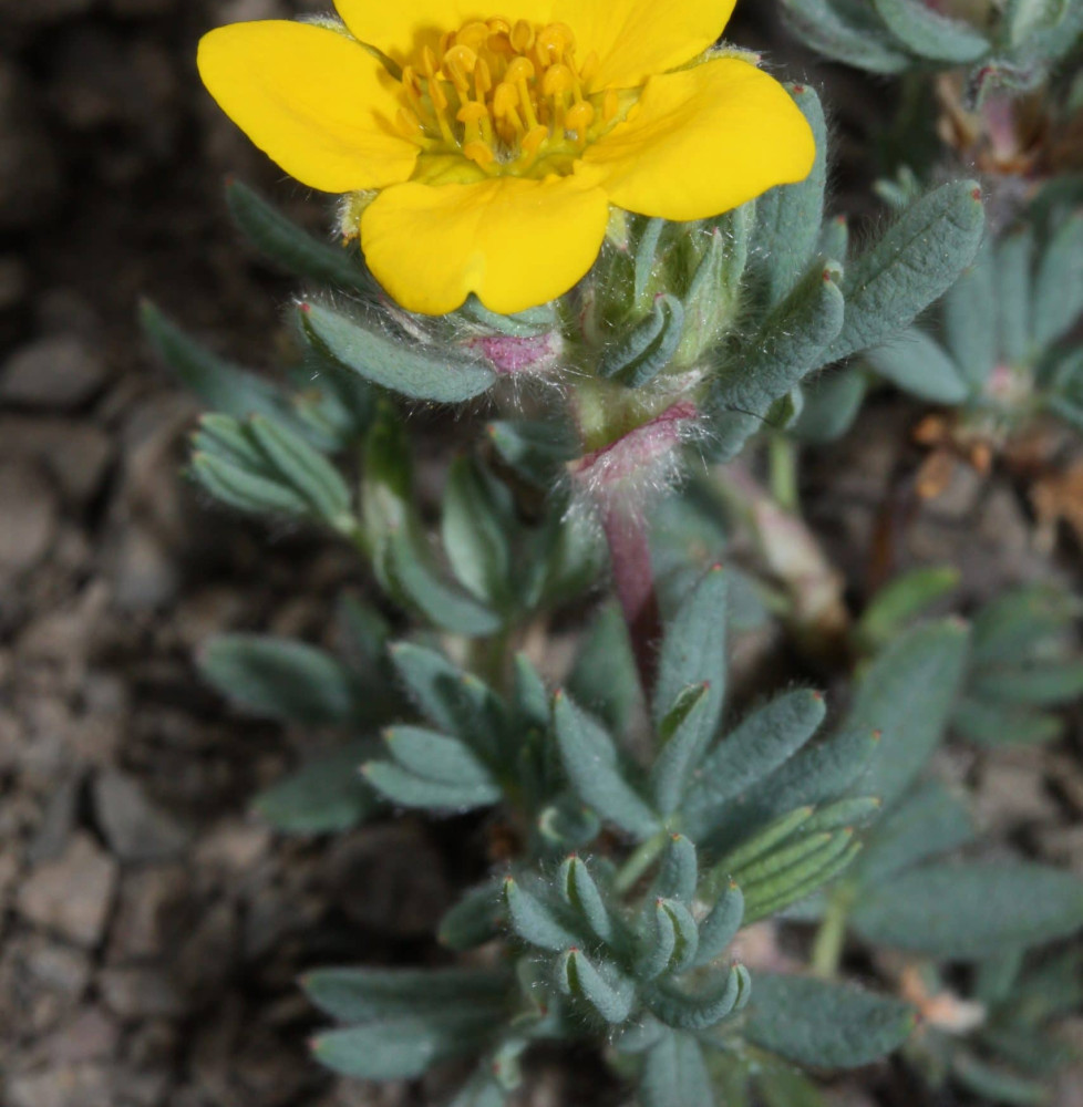 Potentilla fruticosa ‘Goldfinger’ / Potentille jaune