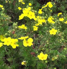 Potentilla fruticosa ‘Goldfinger’ / Potentille jaune