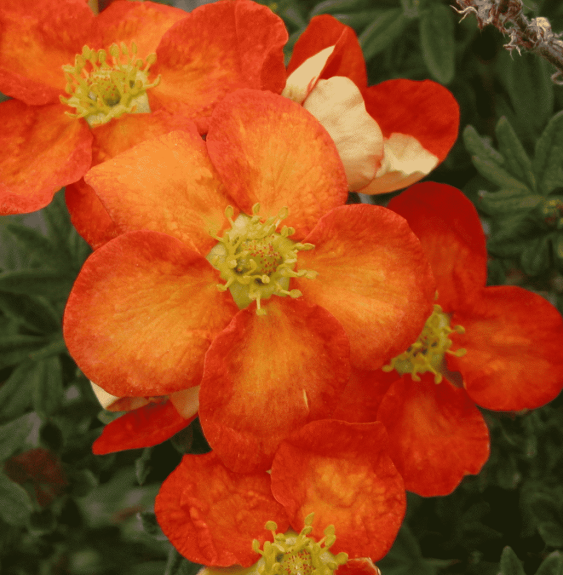 Potentilla fruticosa ‘Red ace’ / Potentille rouge