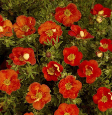 Potentilla fruticosa ‘Red ace’ / Potentille rouge