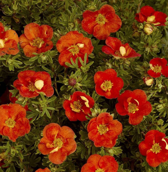 Pépinières Français PF_Potentilla5 Potentilla fruticosa ‘Red ace’ / Potentille rouge