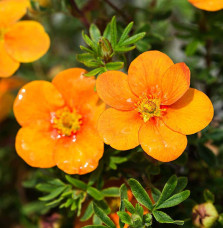 Potentilla fruticosa ‘Tangerine’ / Potentille orange