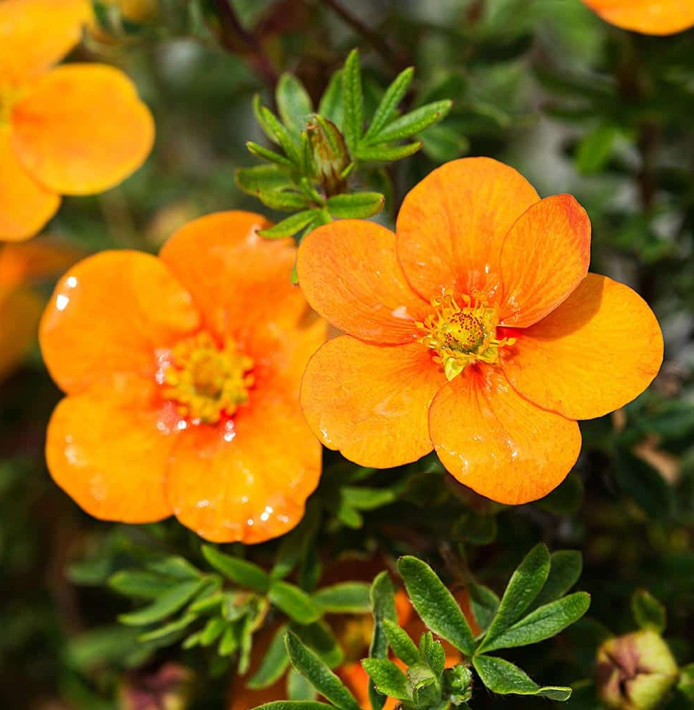 Potentilla fruticosa ‘Tangerine’ / Potentille orange