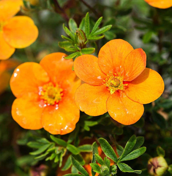 Pépinières Français PF_Potentilla9 Potentilla fruticosa ‘Tangerine’ / Potentille orange