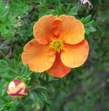 Potentilla fruticosa ‘Tangerine’ / Potentille orange