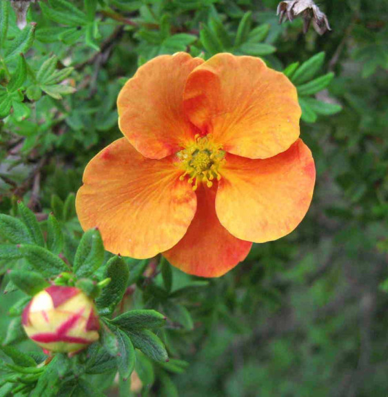 Pépinières Français PF_Potentilla9 Potentilla fruticosa ‘Tangerine’ / Potentille orange