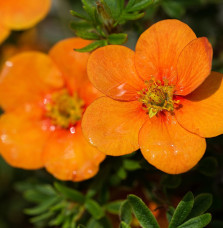 Potentilla fruticosa ‘Tangerine’ / Potentille orange