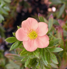 Potentilla fruticosa 'Lovely Pink®' / Potentille arbustive 'Lovely Pink'®