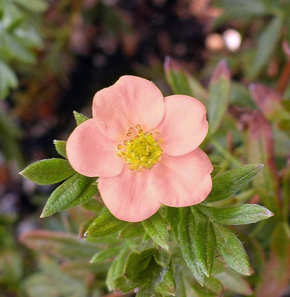 Potentilla fruticosa 'Lovely Pink®' / Potentille arbustive 'Lovely Pink'®