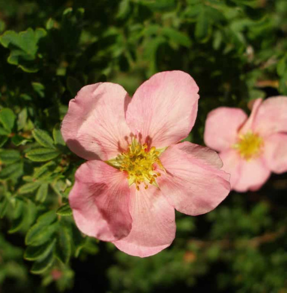 Potentilla fruticosa 'Lovely Pink®' / Potentille arbustive 'Lovely Pink'®