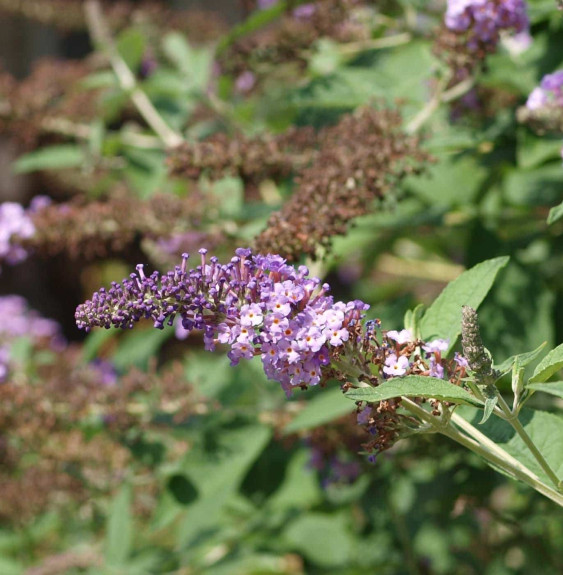 BUDDLEJA davidii ‘Nanho Purple’ / Arbre aux papillons nain 'violet'