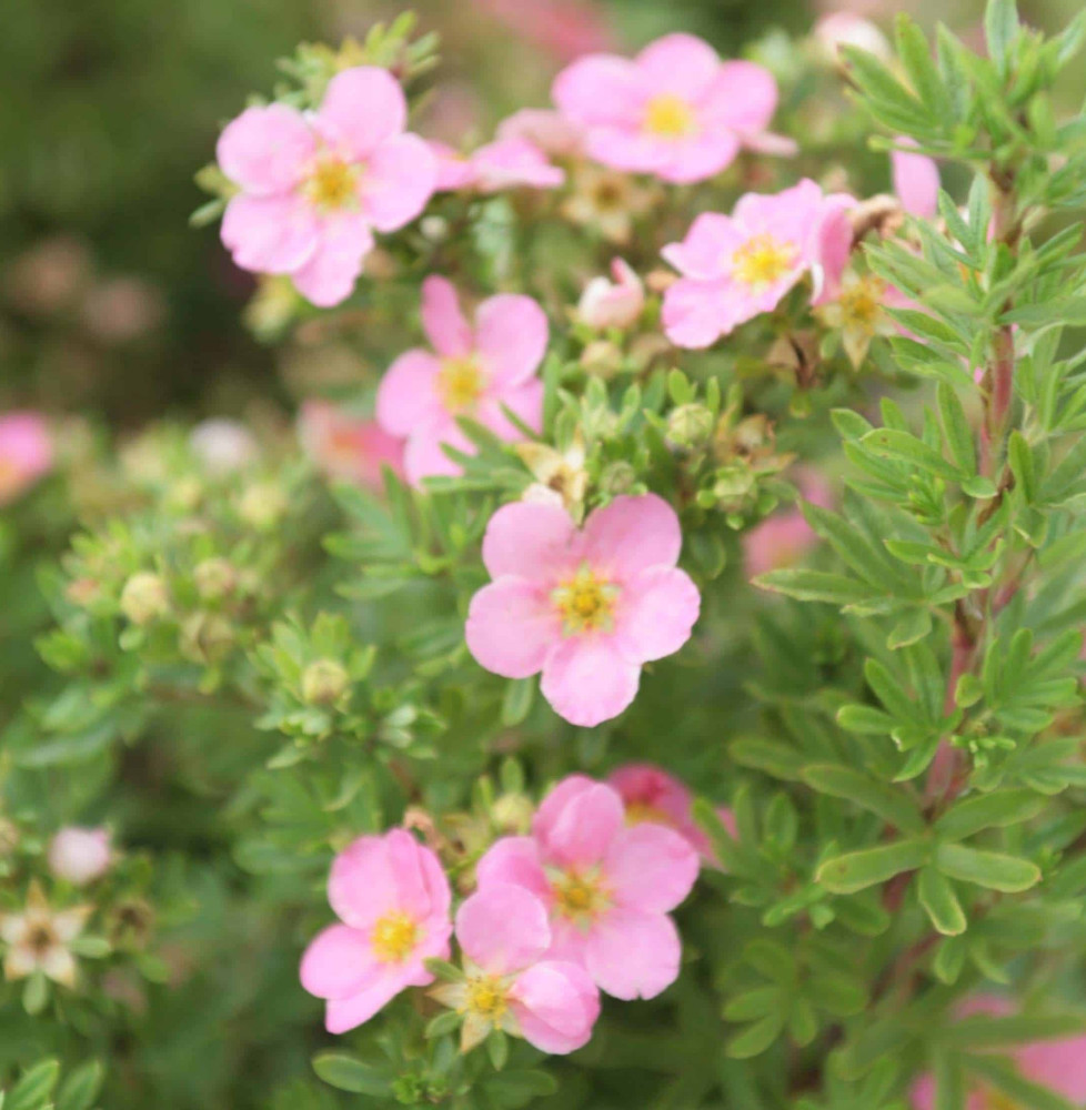 Potentilla fruticosa 'Lovely Pink®' / Potentille arbustive 'Lovely Pink'®