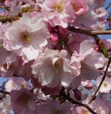 PRUNUS 'Accolade' / Cerisier du Japon 'Accolade'