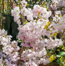 PRUNUS 'Accolade' / Cerisier du Japon 'Accolade'