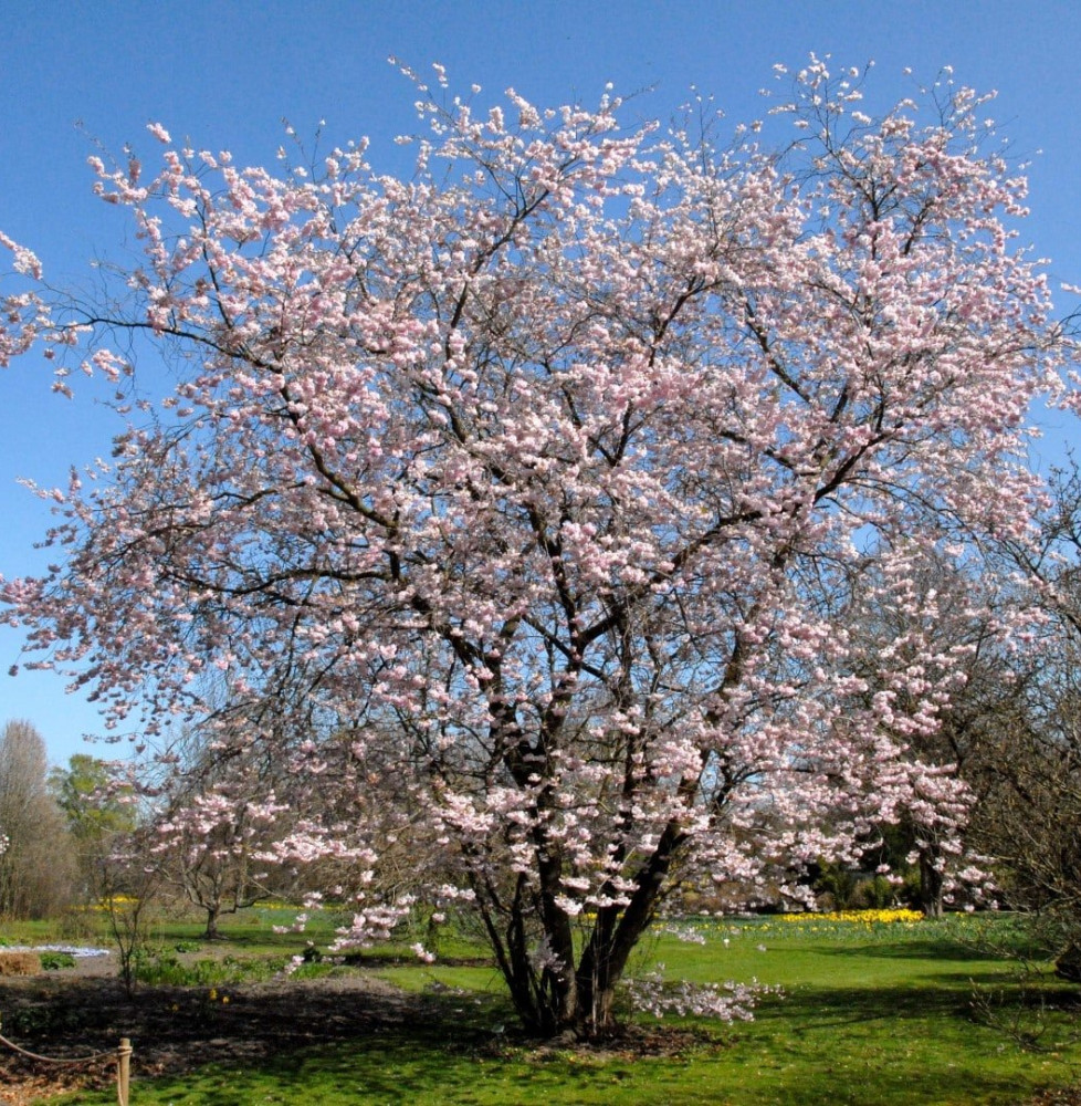 PRUNUS 'Accolade' / Cerisier du Japon 'Accolade'