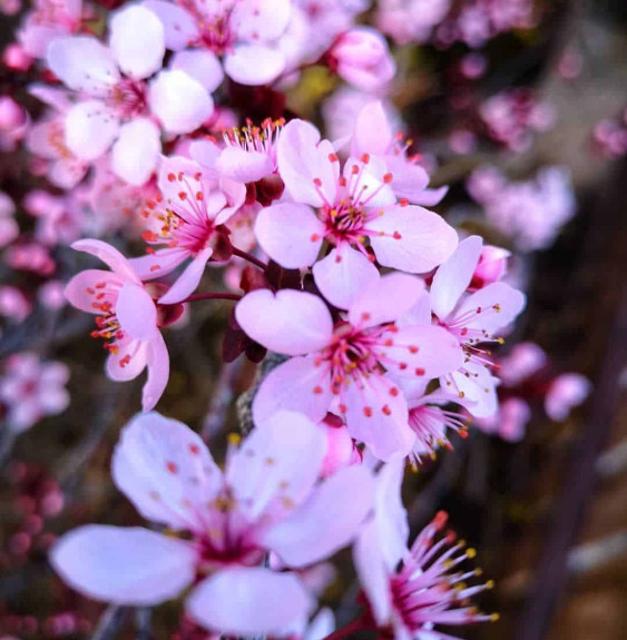 Pépinières Français PF_PRUNUS-cer PRUNUS cerasifera ‘Pissardii’ / Cerisier à fleurs