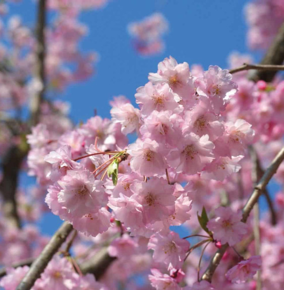 PRUNUS cerasifera ‘Pissardii’ / Cerisier à fleurs